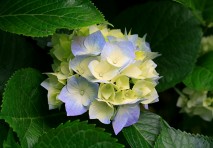 hydrangeas.jpg