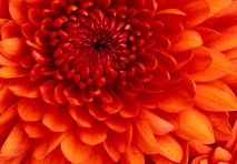 Chrysanthemum